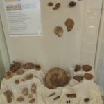 Faringdon fossil display